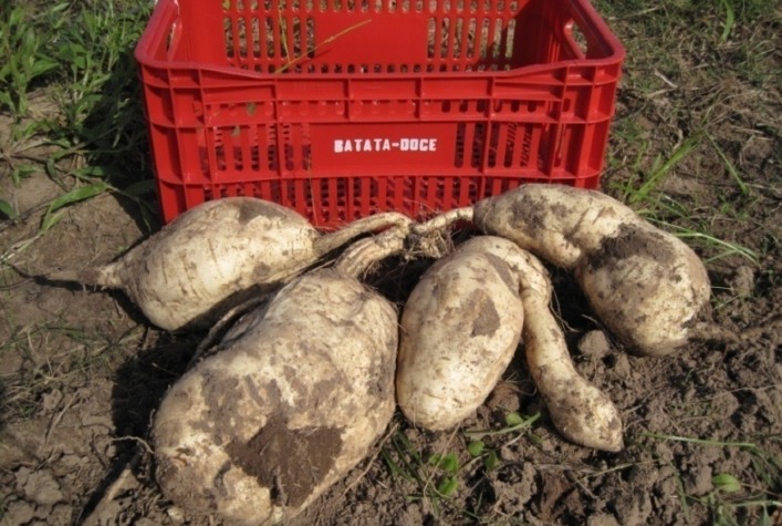 Escassez de Chuvas Prejudica Produção de Batata-Doce em Santa Maria