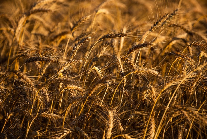 Mercado de Trigo no Sul do Brasil Demonstra Estabilidade com Ritmo Lento