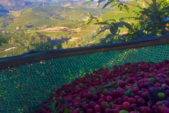 Preços do Café em Ascensão Moderada Devido à Oferta Restrita e Monitoramento Climático