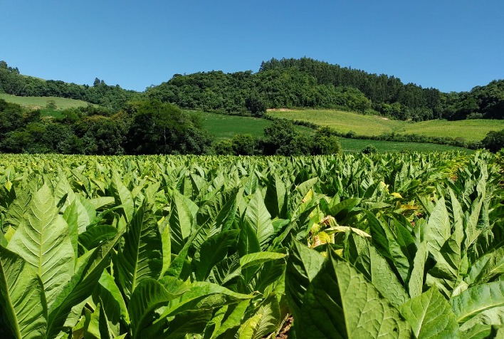 Safra de Tabaco no Rio Grande do Sul Avança com Qualidade, Apesar dos Desafios Climáticos