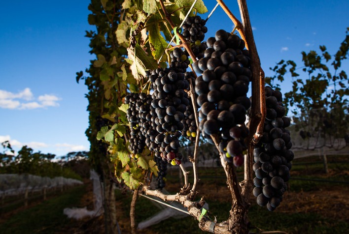 Crescimento na Produção de Vinhos e Variação na Qualidade das Uvas no Rio Grande do Sul