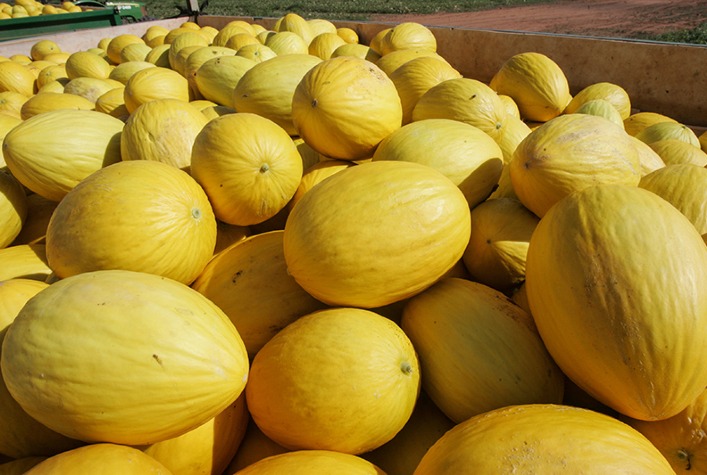 Queda no Preço do Melão Amarelo no Vale do São Francisco