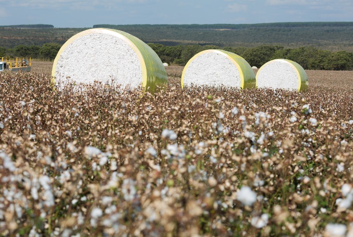 Cotton Brazil Apresenta Relatório Anual 2024 e Destaca Liderança Brasileira na Exportação de Algodão