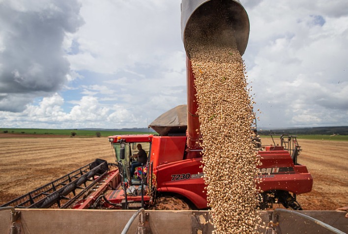 Colheita da Primeira Safra de Feijão 2024/25 no Paraná Atinge 97% da Área Plantada