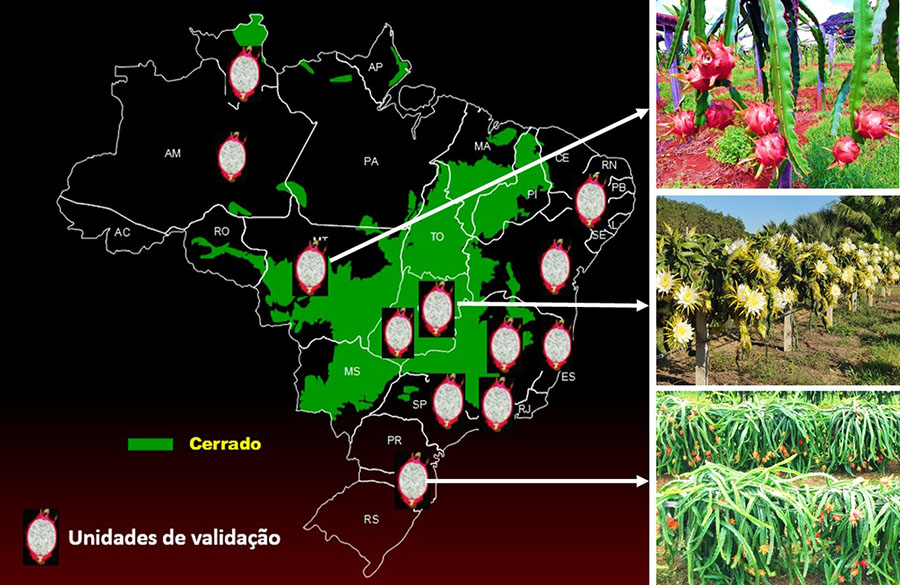 mapa-plantio-pitaya