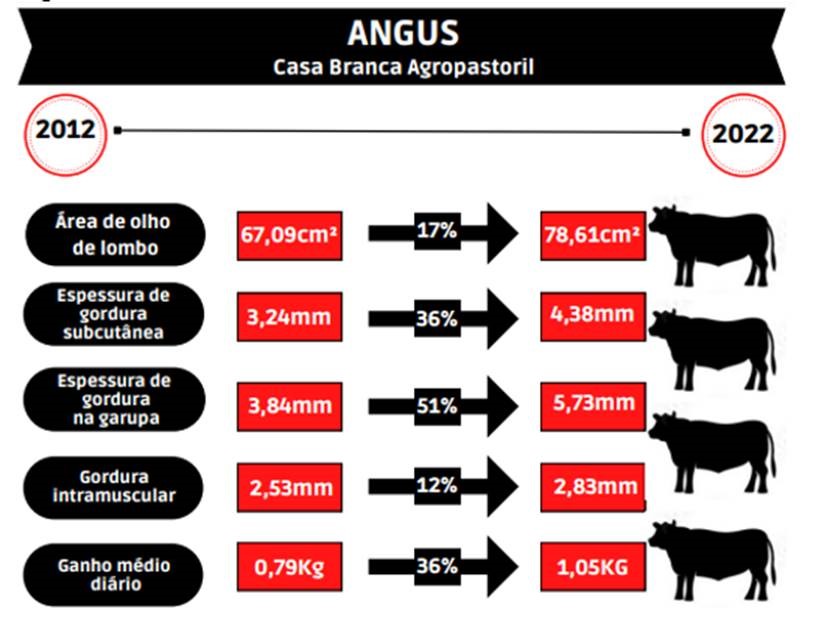 angus-brahman-infografico