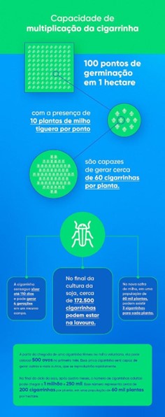 milho-tiguera-infografico