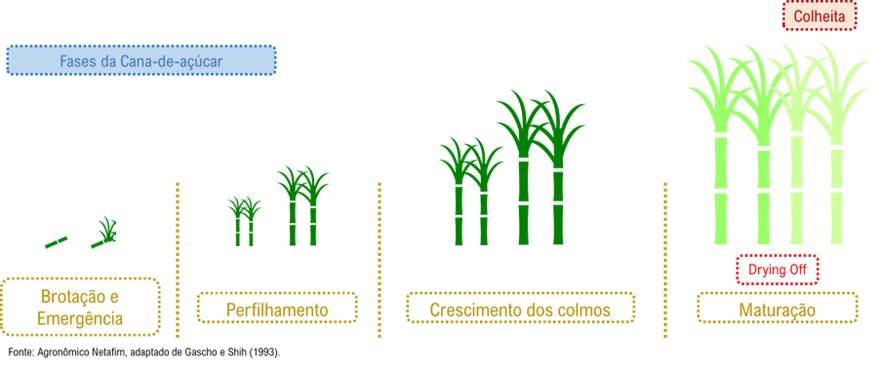 irrigacao-infografico