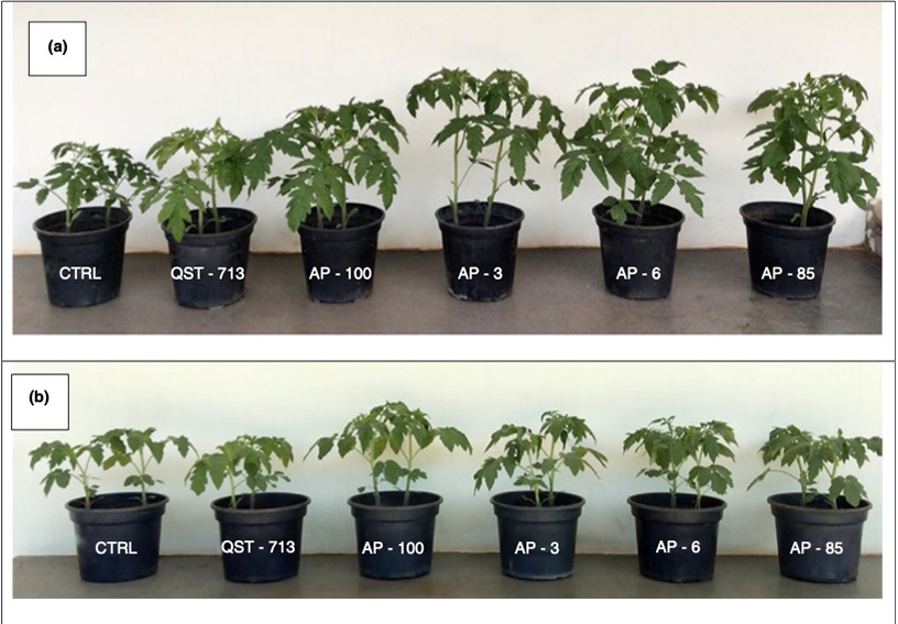 Bactérias Funcionais Garantem Crescimento Do Tomate Em Condições De ...